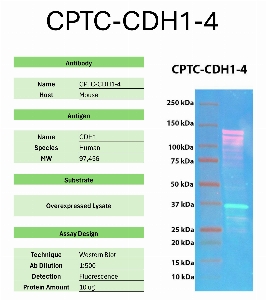 Click to enlarge image Western Blot of CPTC-CDH1-4 against the over-expressed lysate of CDH1. Expected MW is 97.4 KDa. The antibody detected the target protein.
