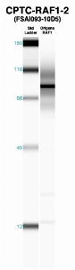 Click to enlarge image Western Blot using CPTC-RAF1-2 as primary Ab against recombinant RAF1 (lane 2). Also included are molecular wt. standards (lane 1).