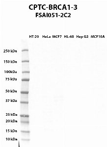 Click to enlarge image Western blot using CPTC-BRCA1-3 as primary antibody against HT-29 (lane 2), HeLa (lane 3), MCF7 (lane 4), HL-60 (lane 5), Hep G2 (lane 6), and MCF7 (lane 7) whole cell lysates.  Expected molecular weight - 208 kDa, 7 kDa, 85 kDa, 206 kDa, 81 kDa, 78 kDa, 210 kDa, and 202 kDa.  Molecular weight standards are also included (lane 1).