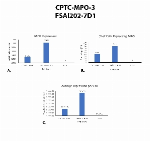Click to enlarge image Single cell western blot using CPTC-MPO-3 as a primary antibody against HeLa and HL-60 cell lysates.  Relative expression of total MPO (A).  Percentage of cells that express MPO (B).  Average expression of MPO protein per cell (C).  All data is normalized to &beta;-tubulin expression.