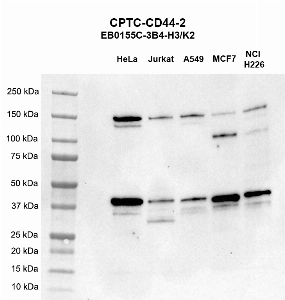 Click to enlarge image Western blot using CPTC-CD44-2 as primary antibody against HeLa (lane 2), Jurkat (lane 3), A549 (lane 4), MCF7 (lane 5), and H226 (lane 6) whole cell lysates.  Expected molecular weight - 81.5 kDa.  More than 19 isoforms of CD44 have been identified. Molecular weight standards are also included (lane 1).