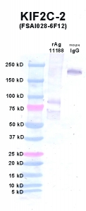 Click to enlarge image Western Blot using CPTC-KIF2C-2 as primary Ab against KIF2C (rAg 11188) in lane 2. Also included are molecular wt. standards (lane 1) and mouse IgG control (lane 3).