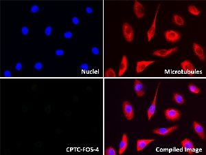 Click to enlarge image Immunofluorescence staining of MCF10a cells stably transfected with KRAS (MCF10a-KRAS) using CPTC-FOS-4 antibody (green).  FOS protein expression shows localization to the nucleus.
