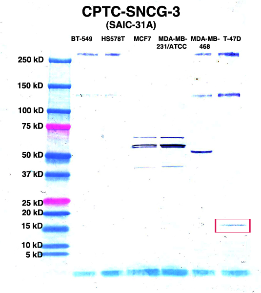 Click to enlarge image Western Blot using CPTC-SNCG-3 as primary Ab against lysates from six breast cancer cell lines from the NCI60 cell line collection (lanes 2-7). Also included are molecular wt. standards (lane 1).