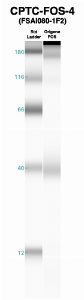 Click to enlarge image Western Blot using CPTC-FOS-4 as primary Ab against recombinant FOS (lane 2). Also included are molecular wt. standards (lane 1).
