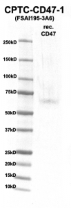 Click to enlarge image Western Blot using CPTC-CD47-1 as primary Ab against rec. CD47 (rAg 00271) (lane 2). Also included are molecular wt. standards (lane 1)