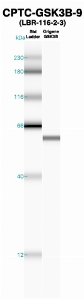 Click to enlarge image Western Blot using CPTC-GSK3B-9 as primary Ab against recombinant GSK3B (lane 2). Also included are molecular wt. standards (lane 1).