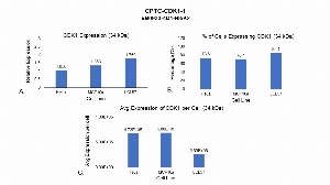 Click to enlarge image Single cell western blot using CPTC-CDK1-1 as primary antibody against whole cell lysates. Relative expression of total CDK1 (34 kDa band) in HeLa, MCF10A, and LCL57 cells (A). Percentage of cells that express CDK1 (B). Average expression of CDK1 protein per cell (C). All data is normalized to β-tubulin expression.