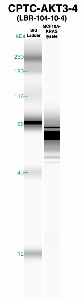 Click to enlarge image Western Blot using CPTC-AKT3-4 as primary Ab against MCF10A-KRas cell lysate (lane 2). Also included are molecular wt. standards (lane 1).