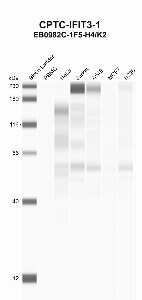 Click to enlarge image Automated western blot using CPTC-IFIT3-1 as primary antibody against PBMC (lane 2), HeLa (lane 3), Jurkat (lane 4), A549 (lane 5), MCF7 (lane 6), and NCI-H226 (lane 7) whole cell lysates.  Expected molecular weight - 56.0 kDa.  Molecular weight standards are also included (lane 1).  Jurkat, A549, and NCI-H226 are presumed positive. All other cell lines are negative.