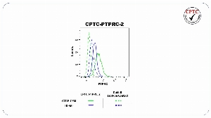 Click to enlarge image Flow cytometric analysis of Receptor-type tyrosine-protein phosphatase C (PTPRC) expression using CPTC-PTPRC-2 rabbit antibody. CCRF-CEM cells were fixed, permeabilized, and then stained with CPTC-PTPRC-2 (solid green) or concentration-matched rabbit isotype control (dashed green) antibodies. HL-60 cells were fixed, permeabilized, and then stained with CPTC-PTPRC-2 (solid blue) or concentration-matched rabbit isotype control (dashed blue) antibodies. A BV421 conjugated goat anti-rabbit IgG was used as a secondary antibody. All data were analyzed using FlowJo. 