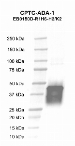 Click to enlarge image Western blot using CPTC-ADA-1 as primary antibody against Adenosine deaminase (1-363, His-tag) human recombinant protein (lane 2). Expected molecular weight - 42.9 kDa. Molecular weight standards are also included (lane 1).