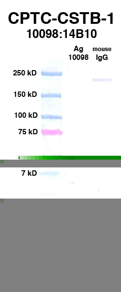 Click to enlarge image Western Blot using CPTC-CSTB-1 as primary Ab against rAg 10098 (CSTB) (lane 2). Also included are molecular wt. standards (lane 1) and mouse IgG as control for goat anti-mouse HRP secondary binding (lane 3).