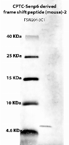 Click to enlarge image Western Blot using CPTC-Senp6 derived frame shift peptide (mouse)-2 as primary Ab against CPTC-Senp6 derived frame shift peptide (mouse)-1 (NCI ID 00285)  (lane 2). Also included are molecular wt. standards (lane 1).
Analysis was carried out on a tricine gel.
