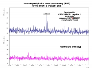 Click to enlarge image Immuno-Precipitation Mass Spectrometry using CPTC-BRCA1-3 antibody with CPTC-BRCA1 peptide 1 (non-phosphorylated) as the target antigen. 