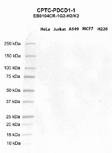 Click to enlarge image Western blot using CPTC-PDCD1-1 as primary antibody against HeLa (lane 2), Jurkat (lane 3), A549 (lane 4), MCF7 (lane 5), and NCI-H226 (lane 6) whole cell lysates.  Expected molecular weight - 31.6 kDa.  Molecular weight standards are also included (lane 1).