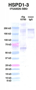 Click to enlarge image Western Blot using CPTC-HSPD1-3 as primary Ab against HSPD1 (rAg 10793) in lane 2. Also included are molecular wt. standards (lane 1) and mouse IgG control (lane 3).
