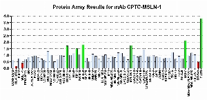 Click to enlarge image Protein Array in which CPTC-MSLN-1 is screened against the NCI60 cell line panel for expression. Data is normalized to a mean signal of 1.0 and standard deviation of 0.5. Color conveys over-expression level (green), basal level (blue), under-expression level (red).