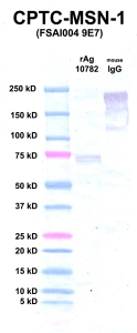 Click to enlarge image Western Blot using CPTC-MSN-1 as primary Ab against rAg 10782 (lane 2). Also included are molecular wt. standards (lane 1) and mouse IgG as control for goat anti-mouse HRP secondary binding (lane 3).