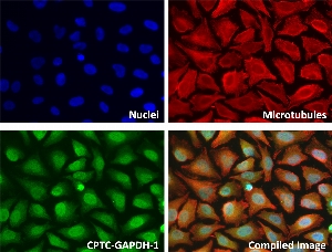 点击放大图像用CPTC-GAPDH-1Ab对人细胞系HeLa进行免疫荧光染色，显示其定位于线粒体、细胞核、细胞骨架等。