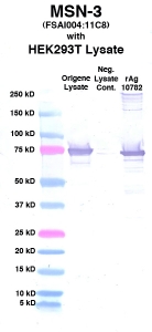 点击放大图像Western Blot，使用CPTC-MSN-3作为主要抗体对抗来自Origene瞬时过度表达的HEK293T细胞的细胞裂解物（第2通道）。还包括分子重量标准物（第1道）、非转染HEK293T细胞的裂解物作为阴性对照物（第3道）和重组Ag-MSN（NCI 10782）（第4道）。 