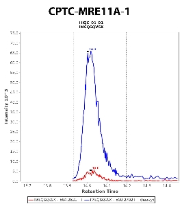 Click to enlarge image Immuno-MRM chromatogram of CPTC-MRE11A-1  antibody (see CPTAC assay portal for details: https://assays.cancer.gov/CPTAC-5911)
Data provided by the Paulovich Lab, Fred Hutch (https://research.fredhutch.org/paulovich/en.html). Data shown were obtained from cell lysate.