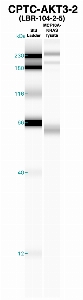 Click to enlarge image Western Blot using CPTC-AKT-2 as primary Ab against MCF10A-KRas cell lysate (lane 2). Also included are molecular wt. standards (lane 1).