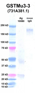 Click to enlarge image Western Blot using CPTC-GSTMu3-3 as primary Ab against Ag 10080 (lane 2). Also included are molecular wt. standards (lane 1) and mouse IgG control (lane 3).