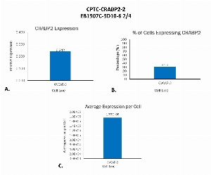 点击放大图像使用CPTC-CRABP2-2作为细胞裂解物的主要抗体的单细胞western印迹。总CRABP2在OVCAR-3细胞中的相对表达（A）。表达CRABP2（B）的细胞百分比。每个细胞CRABP2蛋白的平均表达（C）。所有数据均归一化为β-微管蛋白表达。