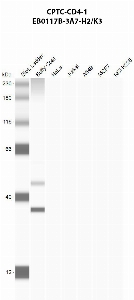 Click to enlarge image Automated western blot using CPTC-CD4-1 as primary antibody against buffy coat (lane 2), HeLa (lane 3), Jurkat (lane 4), A549 (lane 5), MCF7 (lane 6), and H226 (lane 7) whole cell lysates.  Expected molecular weight - 51.1 kDa.  Molecular weight standards are also included (lane 1). Buffy coat is presumed positive. All other cell lines are negative.
