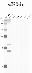 点击放大图像使用CPTC-CD4-1作为抗黄褐皮毛（第2道）、HeLa（第3道）、Jurkat（第4道）、A549（第5道）、MCF7（第6道）和H226（第7道）全细胞裂解物的一级抗体的自动免疫印迹。预期分子量-51.1 kDa。还包括分子量标准（车道1）。软毛被推定为阳性。所有其他细胞系均为阴性。