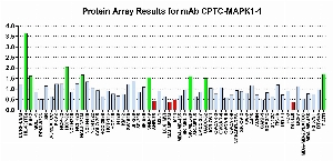 Click to enlarge image Protein Array in which CPTC-MAPK1-1 is screened against the NCI60 cell line panel for expression. Data is normalized to a mean signal of 1.0 and standard deviation of 0.5. Color conveys over-expression level (green), basal level (blue), under-expression level (red).
