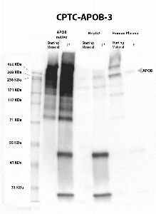 Click to enlarge image IP-WB performed with CPTC-APOB-3 antibody as capture antibody. Eluates were screened in WB using antibody CPTC-APOB-3 as detection antibody. CPTC-APOB-3 was able to pull down the native protein purified from human plasma, in HepG2 lysate and the protein in human plasma. APOB MW is 515 KDa.