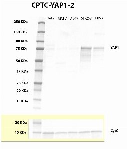 Click to enlarge image Western blot using CPTC-YAP1-2 as primary antibody against whole lysates of HeLA, MCF7, A549, SF-268 ans EKVX. The antibody is able to detect the target protein in SF-268 adn EKVX, but also weakly in HeLa and MCF7. The same cell lines were also tested with an anti-Cytochrome C for loading control.