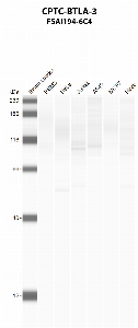 Click to enlarge image Automated western blot using CPTC-BTLA-3 as primary antibody against PBMC (lane 2), HeLa (lane 3), Jurkat (lane 4), A549 (lane 5), MCF7 (lane 6), and NCI-H226 (lane 7) whole cell lysates.  Expected molecular weight - 33 kDa.  Molecular weight standards are also included (lane 1).