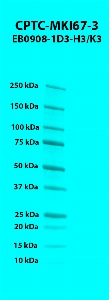 Click to enlarge image Western blot using CPTC-MKI67-3 as primary antibody against human antigen Ki-67 (MKI67),
transcript variant 1, residues 1-1000 aa recombinant protein. Expected molecular weight - 111 kDa.  Molecular weight standards are also included.