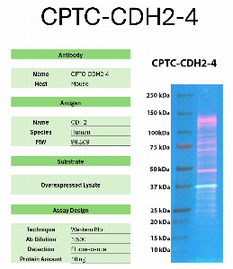 Click to enlarge image Western Blot of CPTC-CDH2-4 against the over-expressed lysate of CDH2. Expected MW is 99.8 KDa. The antibody is presumed to detect the target protein.