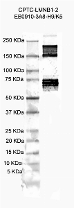 Click to enlarge image Western Blot using CPTC-LMNB1-2 as primary antibody against human recombinant Lamin B1 protein (lane 2). Also included are molecular weight standards (lane 1).