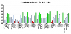 Click to enlarge image Protein Array in which CPTC-PP2A-3 is screened against the NCI60 cell line panel for expression. Data is normalized to a mean signal of 1.0 and standard deviation of 0.5. Color conveys over-expression level (green), basal level (blue), under-expression level (red).