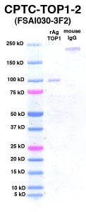 Click to enlarge image Western Blot using CPTC-TOP1-2 as primary Ab against TOP1 (rAg 00004) (lane 2). Also included are molecular wt. standards (lane 1) and mouse IgG control (lane 3).