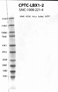 Click to enlarge image Western Blot using CPTC-LBX1-2 as primary antibody against cell lysates A549, H226, HeLa, Jurkat and MCF7. Expected MW of 30.2 KDa. All cell lysates negative.  Molecular weight standards are also included (lane 1).