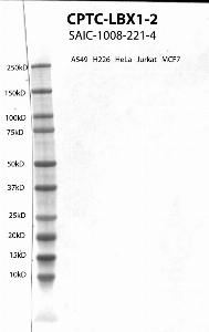 点击放大图像，使用CPTC-LBX1-2作为抗细胞裂解物A549、H226、HeLa、Jurkat和MCF7的主要抗体的Western Blot。预计MW为30.2 KDa。所有细胞裂解呈阴性。还包括分子量标准（车道1）。