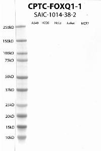 Click to enlarge image Western Blot using CPTC-FOXQ1-1 as primary antibody against cell lysates A549, H226, HeLa, Jurkat and MCF7. Expected MW of 41.5 KDa. All cell lysates negative.  Molecular weight standards are also included (lane 1).