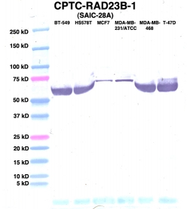 Click to enlarge image Western Blot using CPTC-RAD23B-1 as primary Ab against lysates from six breast cancer cell lines from the NCI60 cell line collection (lanes 2-7). Also included are molecular wt. standards (lane 1).