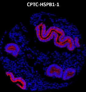 Click to enlarge image Imaging mass cytometry on normal endometrium tissue core using CPTC-HSPB1-1 metal-labeled antibody.  Data shows an overlay of the target protein signal (red) and DNA (blue). Dilution: 1:100 of 0.5mg/mL stock. Signal was also obtained in other normal tissues (testis, prostate, liver, colon, endometrium, appendix, pancreas, bone marrow, breast, kidney, lung, and placenta) and cancer tissues (breast, lung, prostate, colon and ovarian).