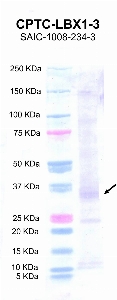 Click to enlarge image Western Blot using CPTC-LBX1-3 as primary antibody against recombinant LBX1 protein  (lane 2) with expected MW of 33 KDa. Molecular weight standards are also included (lane 1).