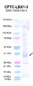 点击放大图像，使用CPTC-LBX1-3作为重组LBX1蛋白（第2道）的主要抗体，预期分子量为33 KDa。还包括分子量标准（车道1）。