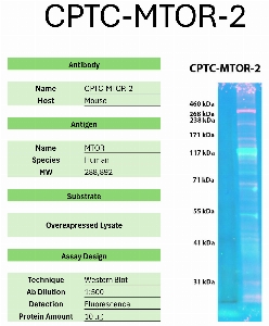 Click to enlarge image Western Blot of CPTC-MTOR-2 against the over-expressed lysate of MTOR. Expected MW is 288.8 KDa. The antibody presumedly detected the target protein.