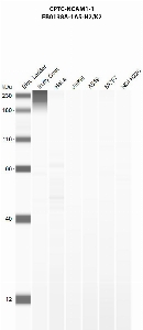 Click to enlarge image Automated western blot using CPTC-NCAM1-1 as primary antibody against buffy coat (lane 2), HeLa (lane 3), Jurkat (lane 4), A549 (lane 5), MCF7 (lane 6), and NCI-H226 (lane 7) whole cell lysates.  Expected molecular weight - 95.6 kDa, 93.4 kDa, 83.8 kDa, 80.3 kDa, 73.5 kDa, and 40.8 kDa.  Molecular weight standards are also included (lane 1).