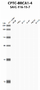 Click to enlarge image Automated western blot using CPTC-BRCA1-4 as primary antibody against HT-29 (lane 2), HeLa (lane 3), MCF7 (lane 4), HL-60 (lane 5), Hep G2 (lane 6), and MCF7 (lane 7) whole cell lysates.  Expected molecular weight - 208 kDa, 7 kDa, 85 kDa, 206 kDa, 81 kDa, 78 kDa, 210 kDa, and 202 kDa.  Molecular weight standards are also included (lane 1).